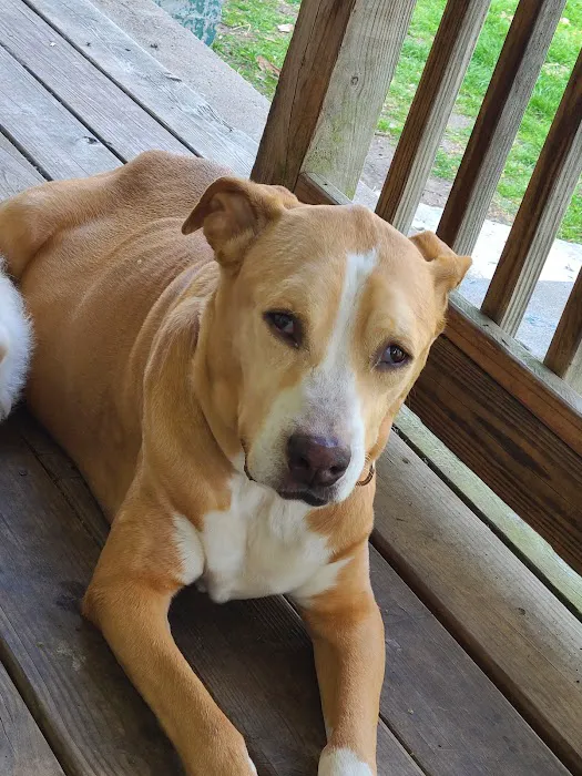 WillardTown & Country Small Animal Hospital Picture 2