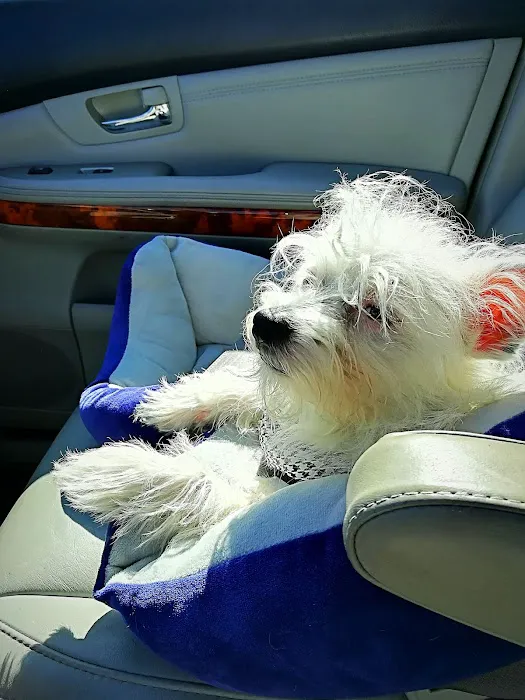 WillardTown & Country Small Animal Hospital Picture 4