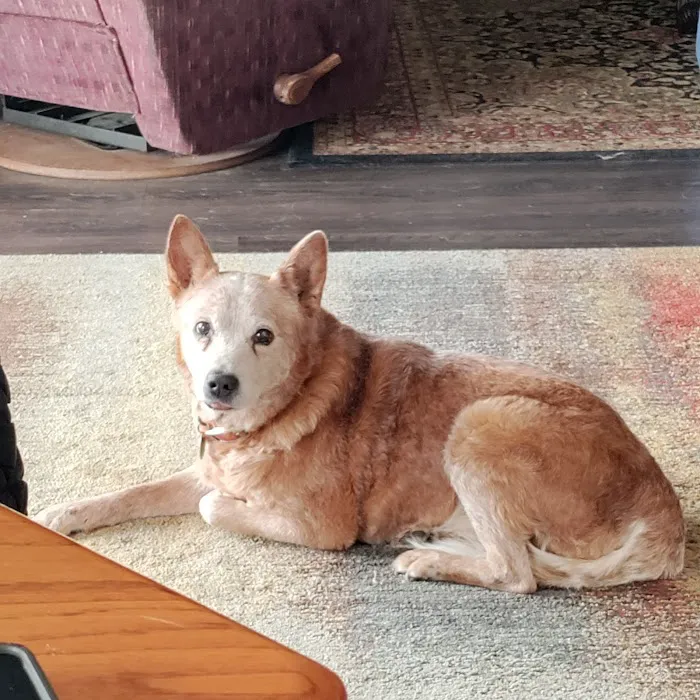 WillardTown & Country Small Animal Hospital Picture 7