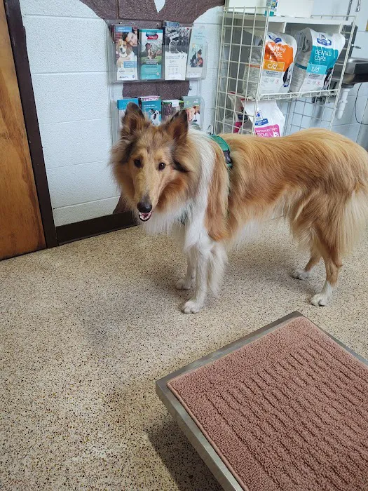 All Creatures Pet Hospital Picture 1