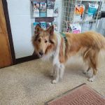 All Creatures Pet Hospital