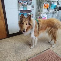 All Creatures Pet Hospital ico