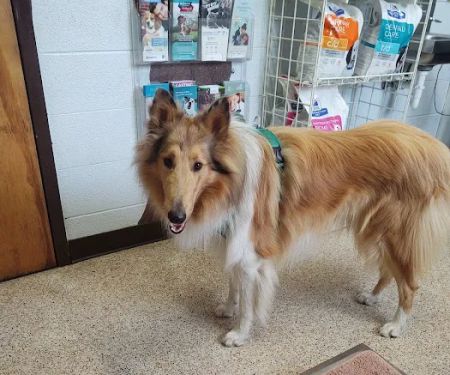 All Creatures Pet Hospital