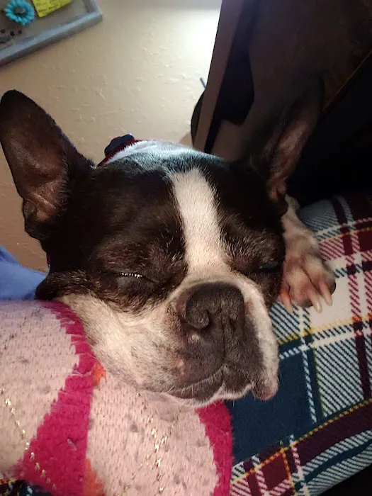 All Creatures Pet Hospital Picture 5