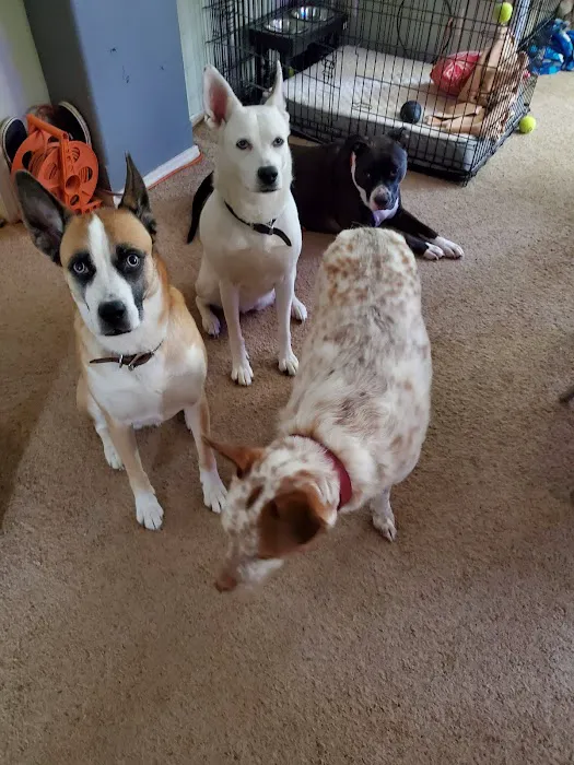 All Creatures Pet Hospital Picture 3