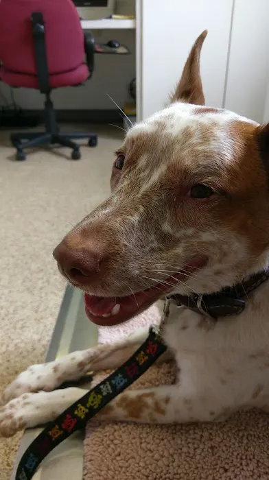 All Creatures Pet Hospital Picture 9