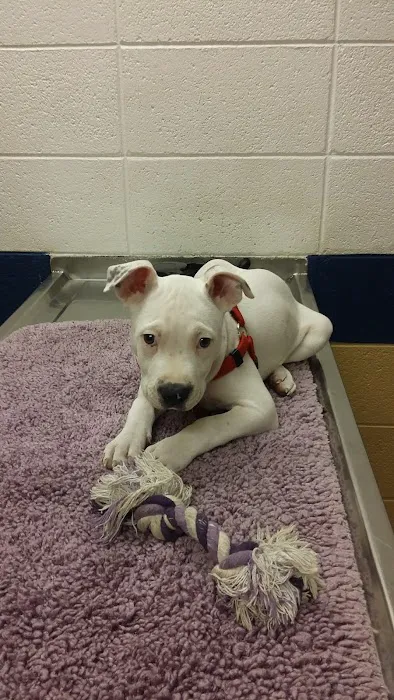 All Creatures Pet Hospital Picture 6