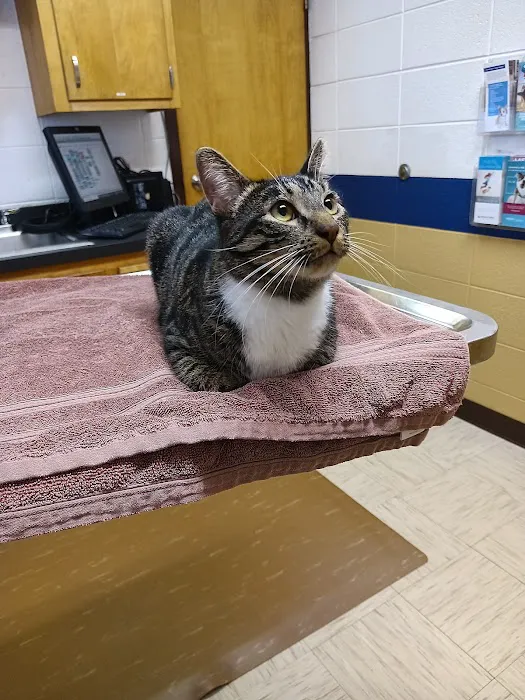 All Creatures Pet Hospital Picture 8