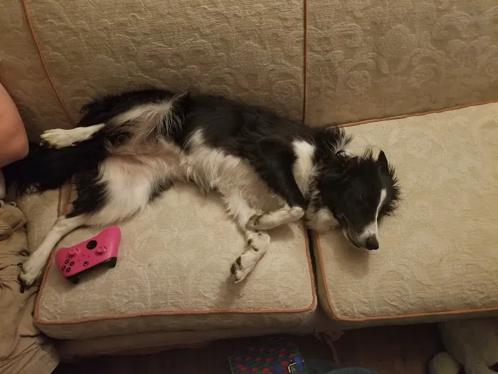 All Creatures Pet Hospital Picture 7