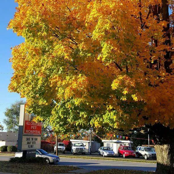 All Creatures Pet Hospital Picture 10