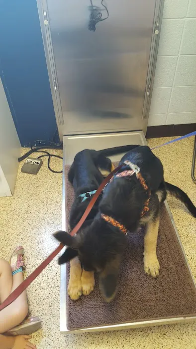 Blackburn L D DVM Picture 2