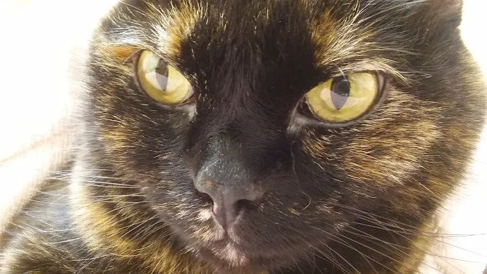 Blackburn L D DVM Picture 3