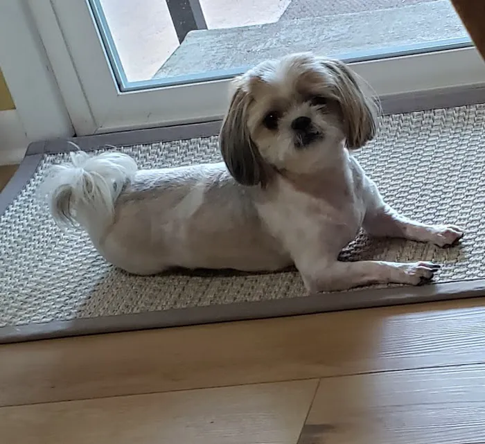 Blackburn L D DVM Picture 8