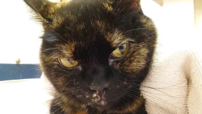 Blackburn L D DVM Picture 5