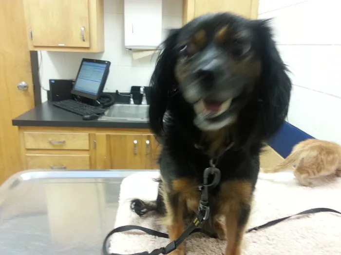 Blackburn L D DVM Picture 4