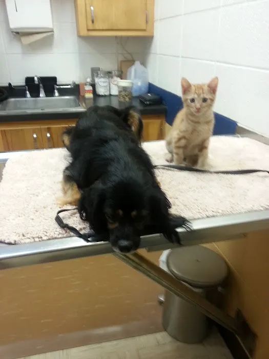 Blackburn L D DVM Picture 6