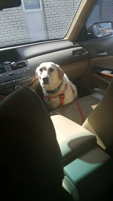 Blackburn L D DVM Picture 10