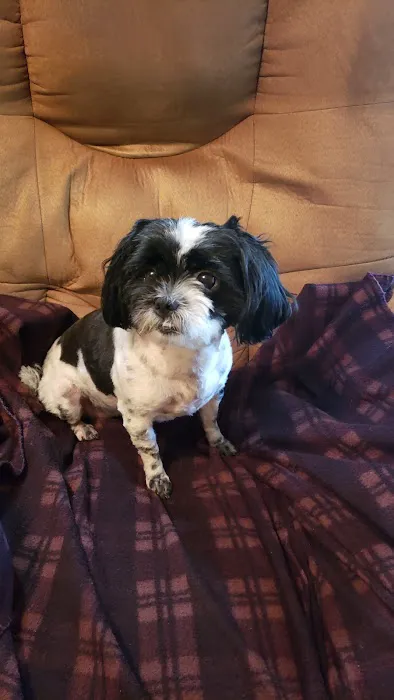 Blackburn L D DVM Picture 9