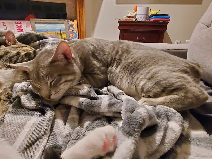 SAAF Spay Neuter Clinic Picture 1