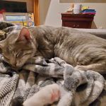 SAAF Spay Neuter Clinic