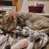 SAAF Spay Neuter Clinic ico