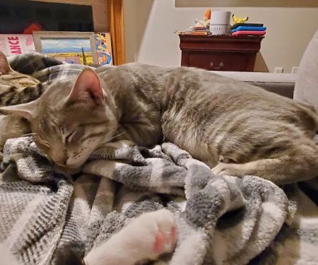 SAAF Spay Neuter Clinic