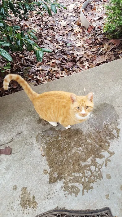 SAAF Spay Neuter Clinic Picture 3