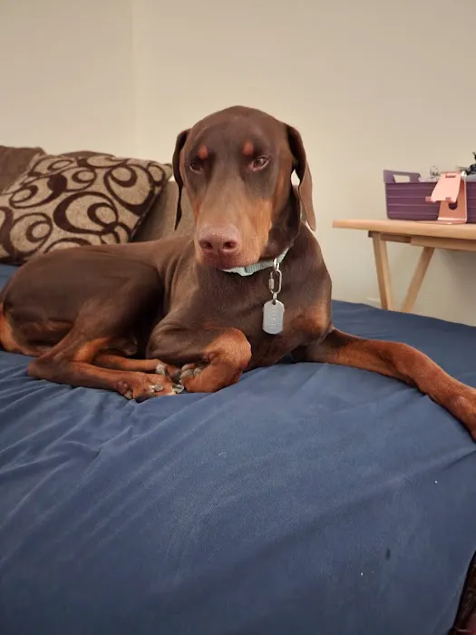 SAAF Spay Neuter Clinic Picture 2