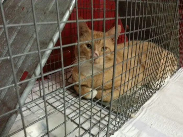 SAAF Spay Neuter Clinic Picture 5