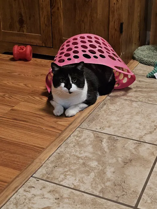 SAAF Spay Neuter Clinic Picture 4