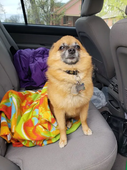 SAAF Spay Neuter Clinic Picture 8