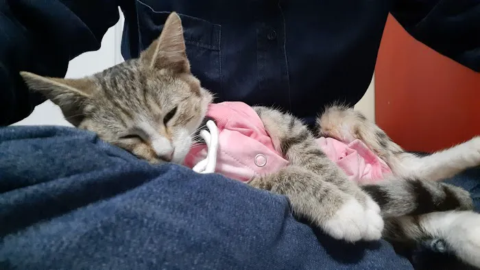 SAAF Spay Neuter Clinic Picture 7