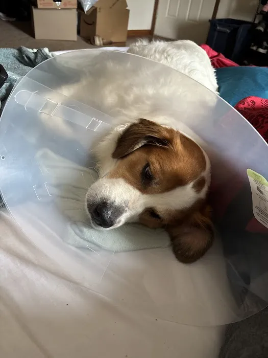 SAAF Spay Neuter Clinic Picture 6