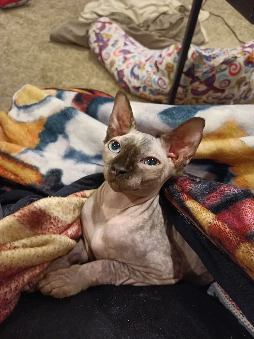 SAAF Spay Neuter Clinic Picture 9