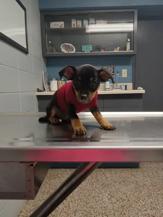 North Side Animal Clinic Picture 1