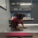 North Side Animal Clinic