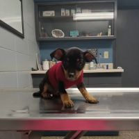 North Side Animal Clinic ico