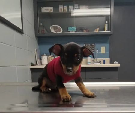 North Side Animal Clinic