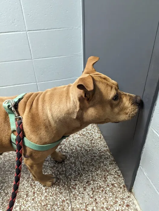 North Side Animal Clinic Picture 6