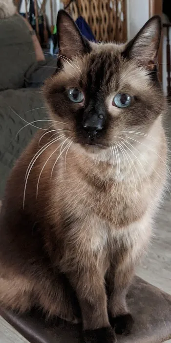 North Side Animal Clinic Picture 7