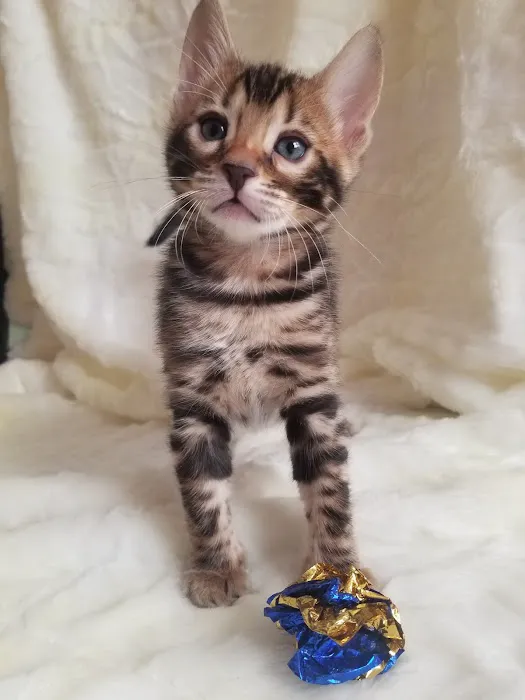 Glenstone Veterinary Clinic Picture 2