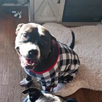 Glenstone Veterinary Clinic ico