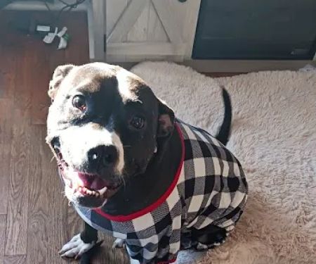 Glenstone Veterinary Clinic