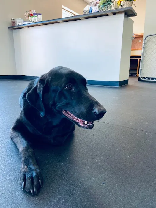 Glenstone Veterinary Clinic Picture 6