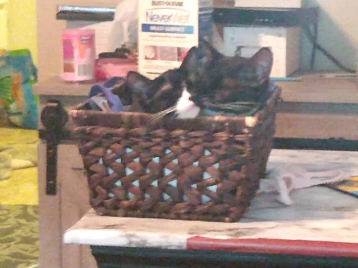 Animal Hospital Picture 1