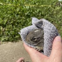 Sunshine Animal Hospital ico