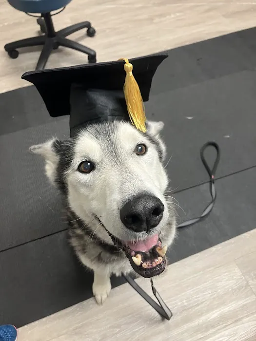 Momentum Veterinary Sports Medicine & Rehabilitation Picture 2