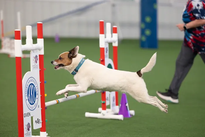 Momentum Veterinary Sports Medicine & Rehabilitation Picture 1