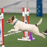 Momentum Veterinary Sports Medicine & Rehabilitation