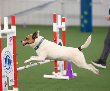 Momentum Veterinary Sports Medicine & Rehabilitation